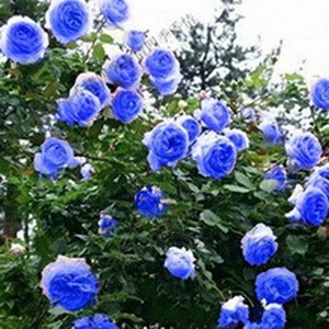 Isi 30 Butir Benih Bunga Mawar Biru Rambat Climbing Blue Rose