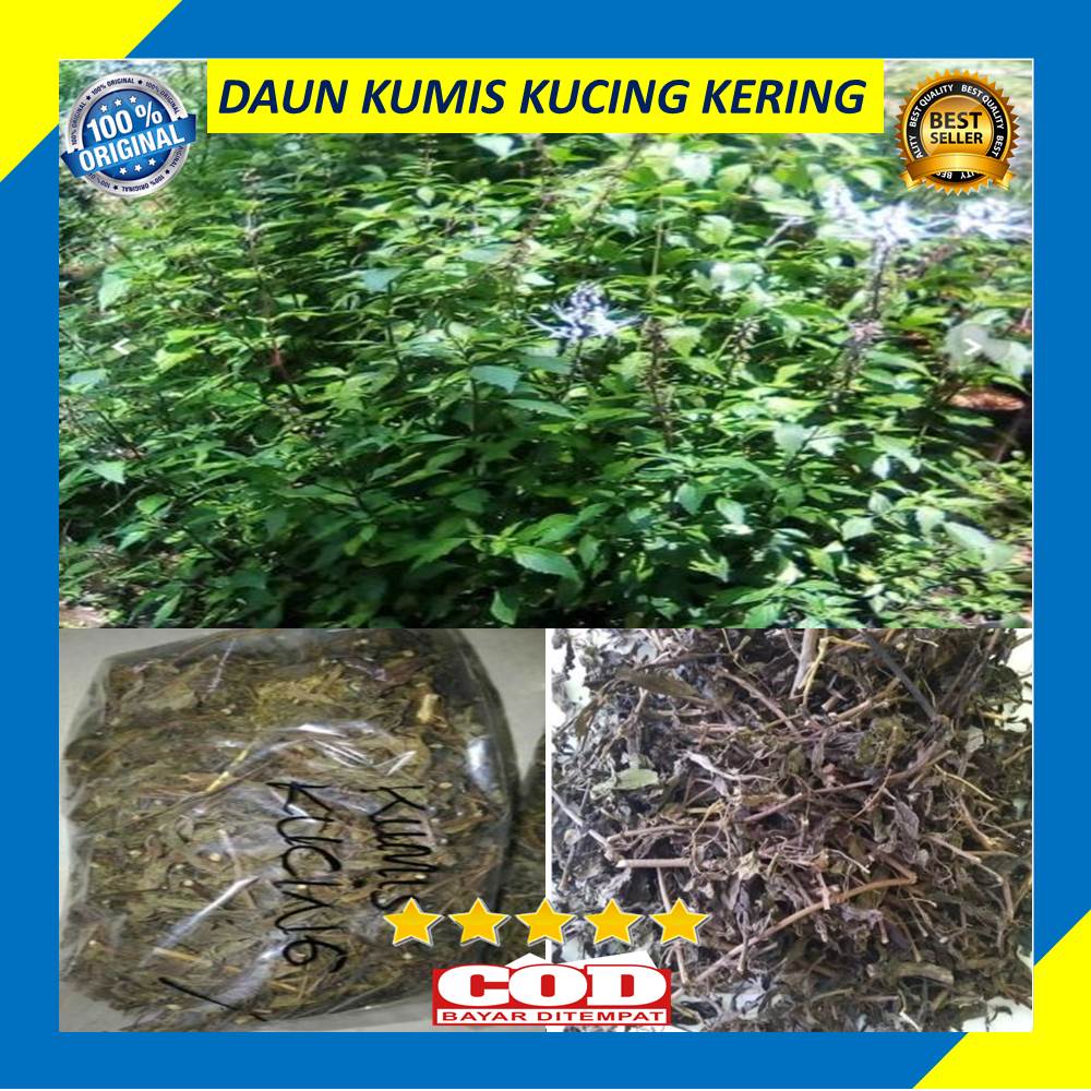 Daun Kumis Kucing Kering 100 Gram Obat Herbal