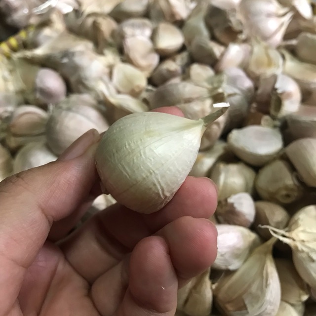 

Bawang Putih Kating SUPER