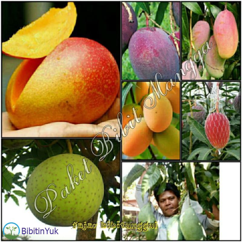 Harga Grosir Paket 4 Pohon Bibit Mangga Import Termurah