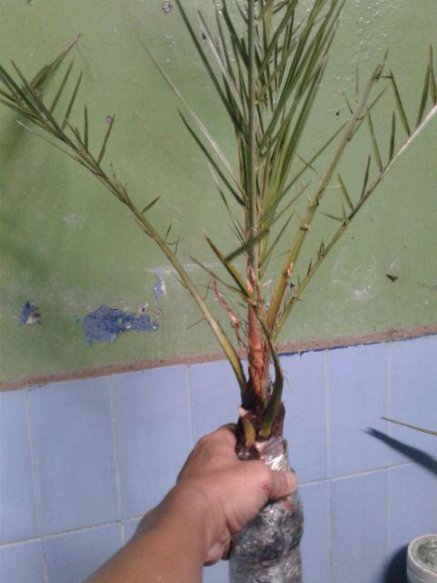 New Produck!! Pohon Kurma Azwa Jantan Dan Betina - Kl 1