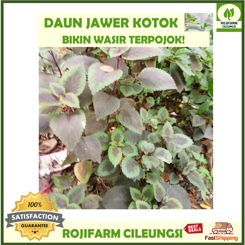 

Daun Jawer Kotok Segar Premium Quality 100gr