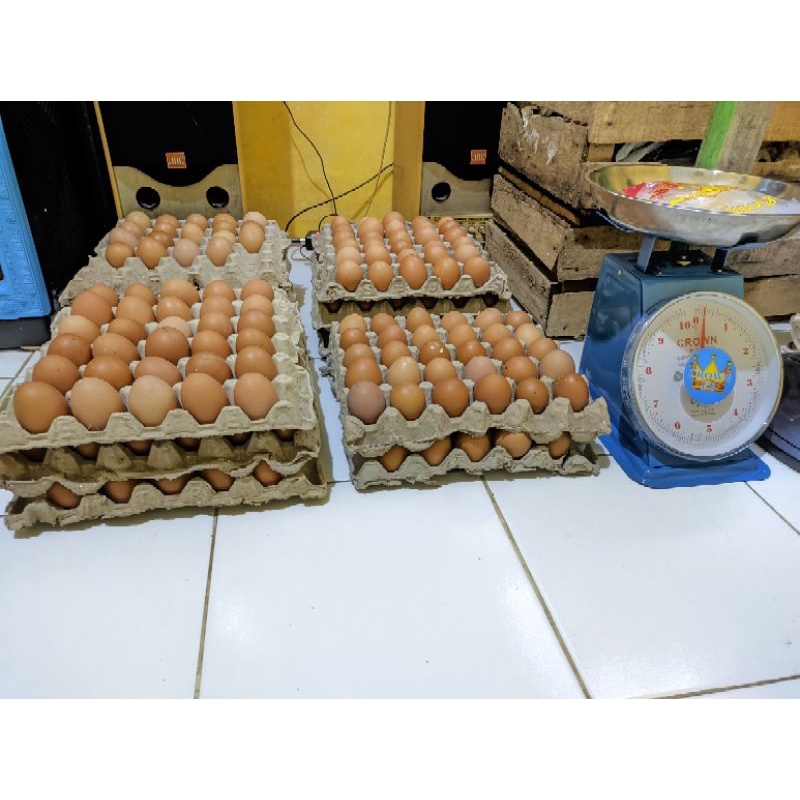 

Telur Ayam Fresh