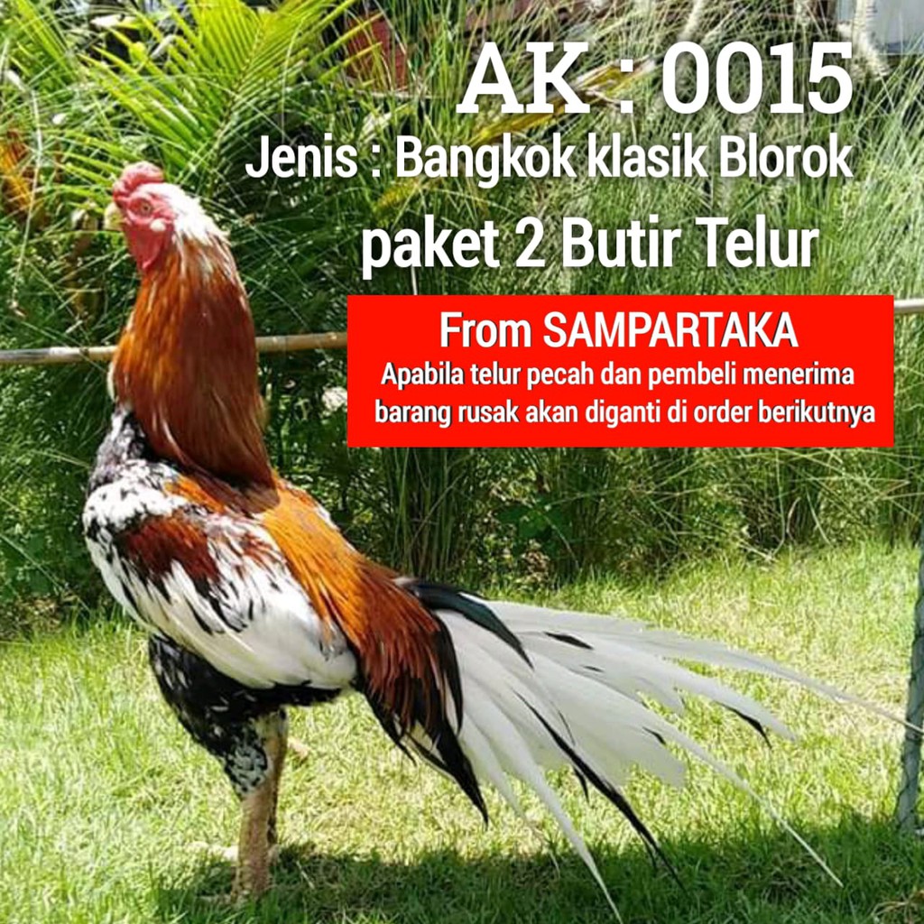 ayam bangkok asli telur fertil