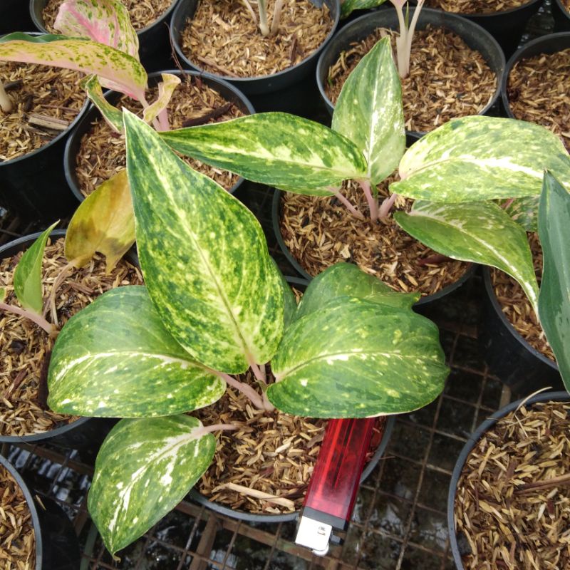Aglonema claudia baby