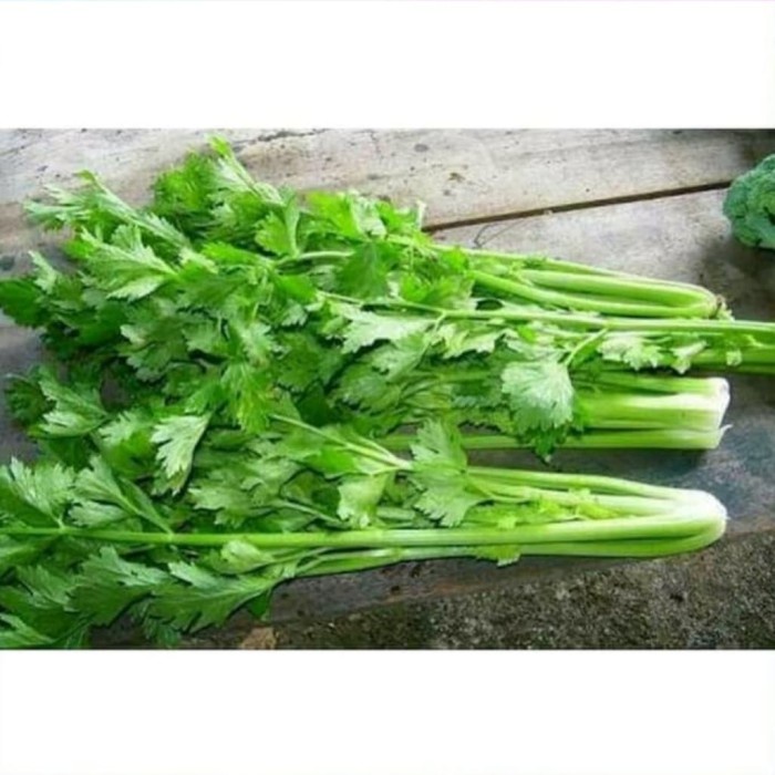 

SELEDRI POTONG AKAR (pack 100gr)