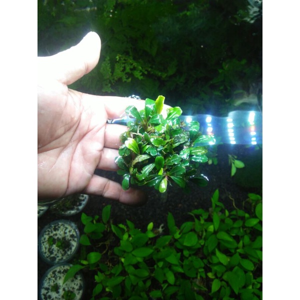 buce  sp mini 9 klam