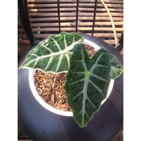 alocasia parasol mini