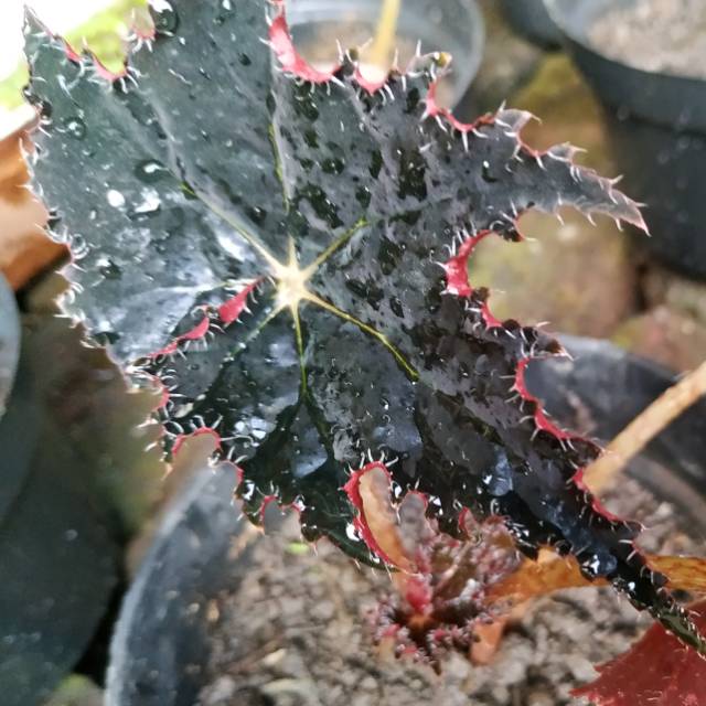 Begonia bintang