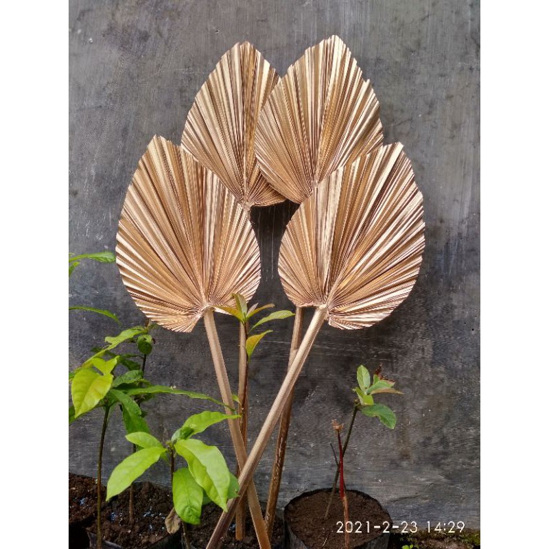 palem kering mini gold lebar 20cm