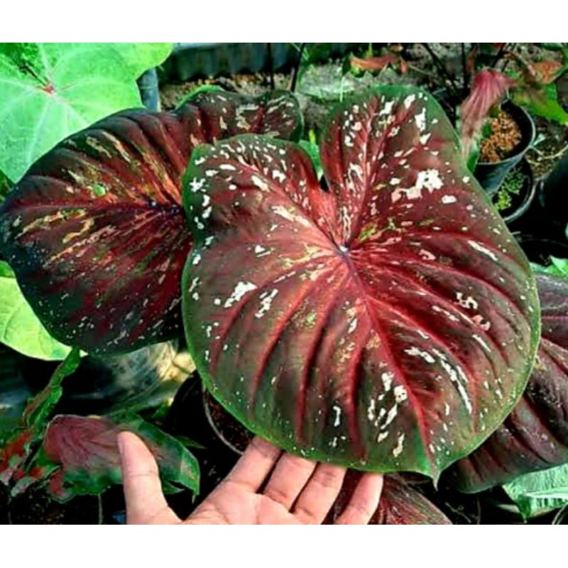 [COD]Tanaman hias caladium super doreng doble leaf dewasa