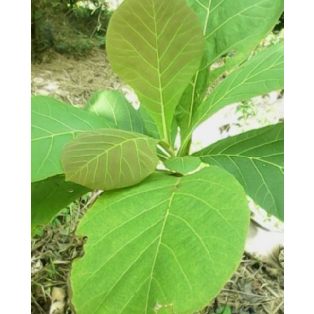 

Daun Jati Fresh Segar