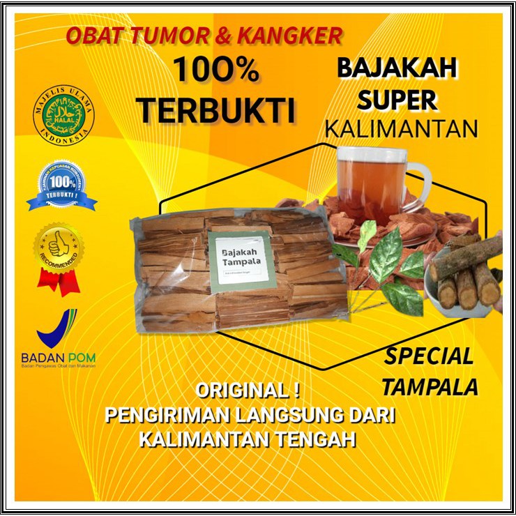 BAJAKAH ASLI KALIMANTAN TENGAH BAJAKAH SUPER OBAT NATURAL SUKU DAYAK KAYU BAJAKAH TUNGGAL SERTIFIKAT