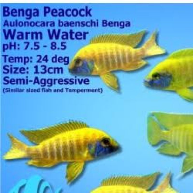 cichlid afrika aulonocara Baenschi