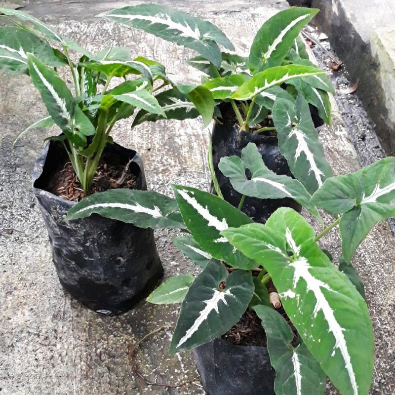 Syngonium Wendlandii
