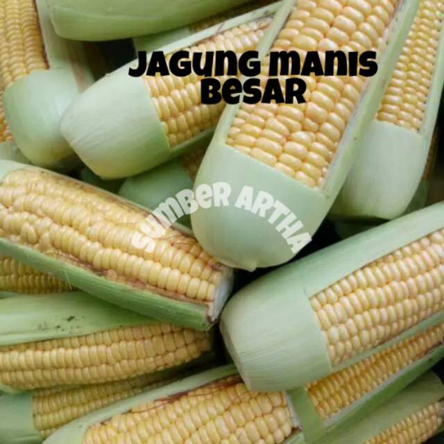 Jagung Manis Besar Murah Harga Satuan Fast Delivery Shopee Indonesia