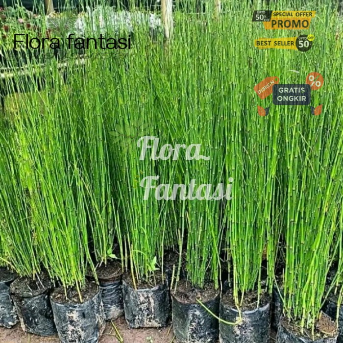 tanaman hias bambu air mini - pohon lidi - lidian bambu air bibit (Tanaman hias hidup indoor murah b