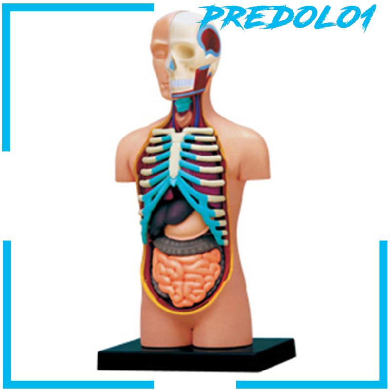 Human Body Organ Model Anatomical Model Learning Puzzle Toy