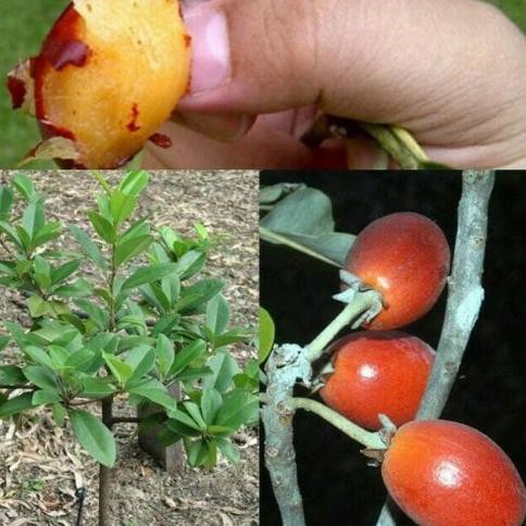 bibit sawo Kecik,sawo Manila unggul