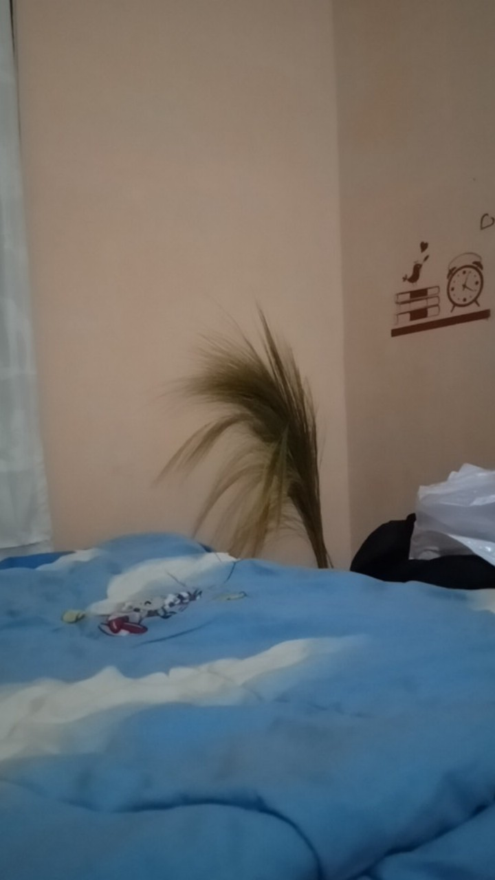 Cod.pampas.ilanglang Kering.decorasi Rustik.rayung.gelagah Kering