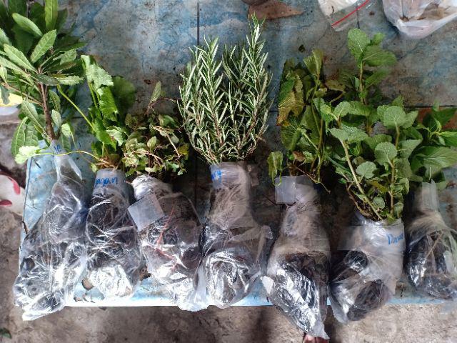 Bibit Rosemary
