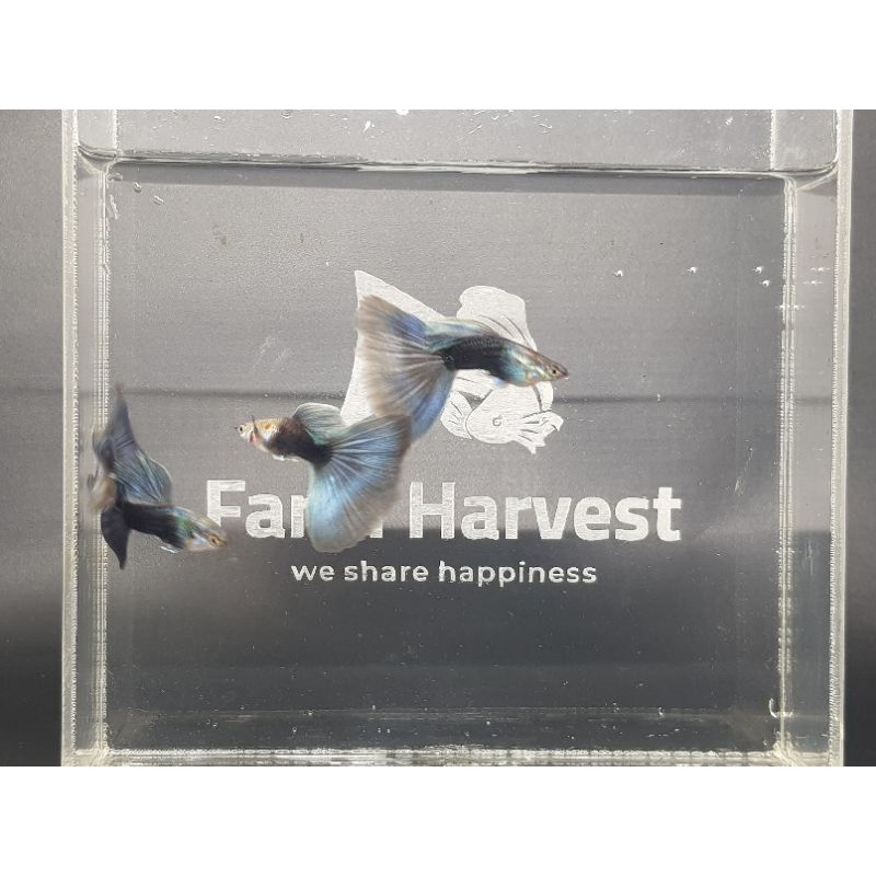 HB Blue Guppy Elegan