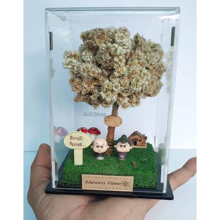 Box Miniatur  Bunga Edelweis Shopee Indonesia