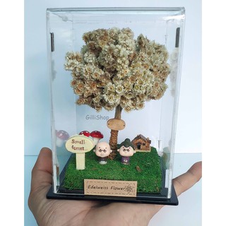 Box Miniatur Bunga  Edelweis  Shopee Indonesia