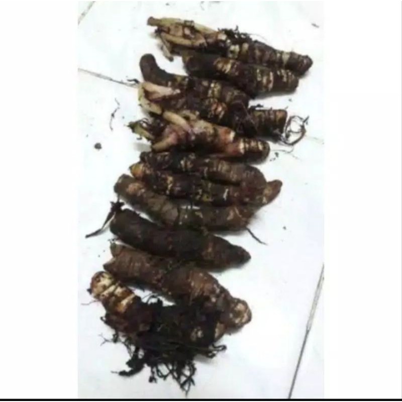 Bonggol dragon alocasia