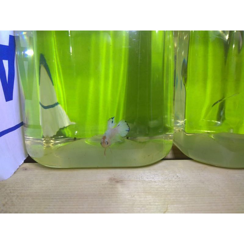 Cupang Baby Blue Rim