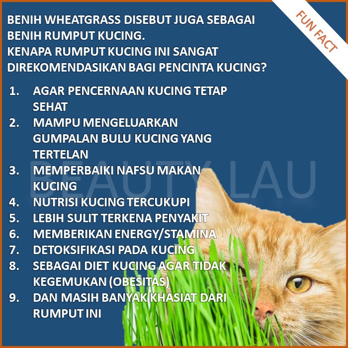 BENIH RUMPUT GANDUM UNTUK KUCING 100GR BIBIT CAT GRASS MICROGREEN SEED BIIJ WHEATGRASS MURAH [COD]