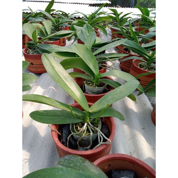 angbul mini spike.knop.mekar