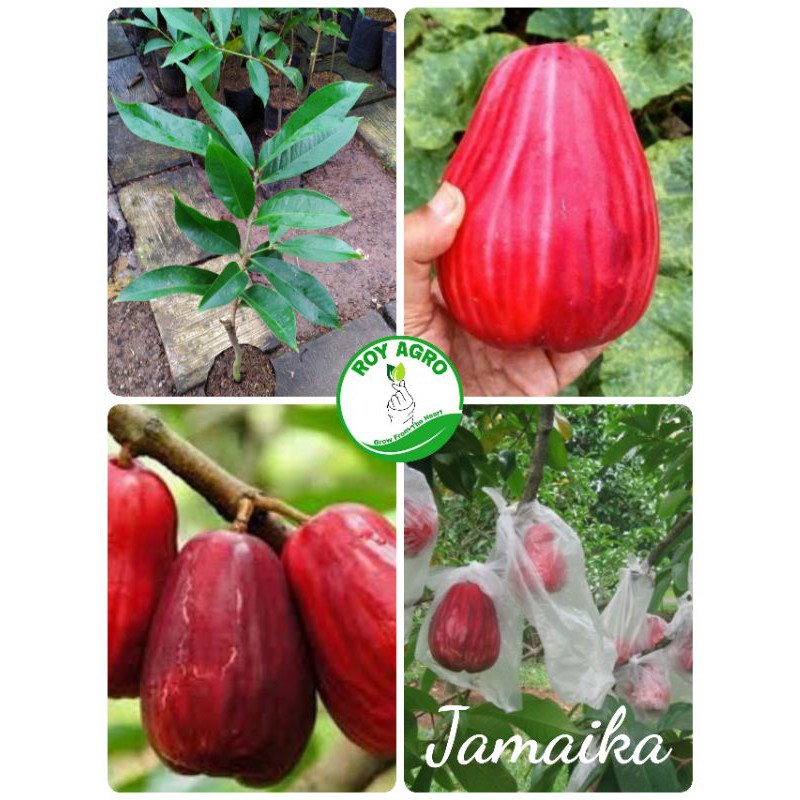 Bibit Jambu Jamaika jambu bol Jamaika genjah Asli Valid bergaransi dan terjamin bibit unggul