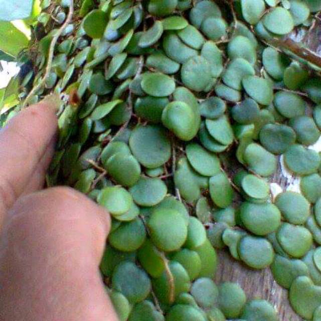 

Daun sisik naga segar(1kg)