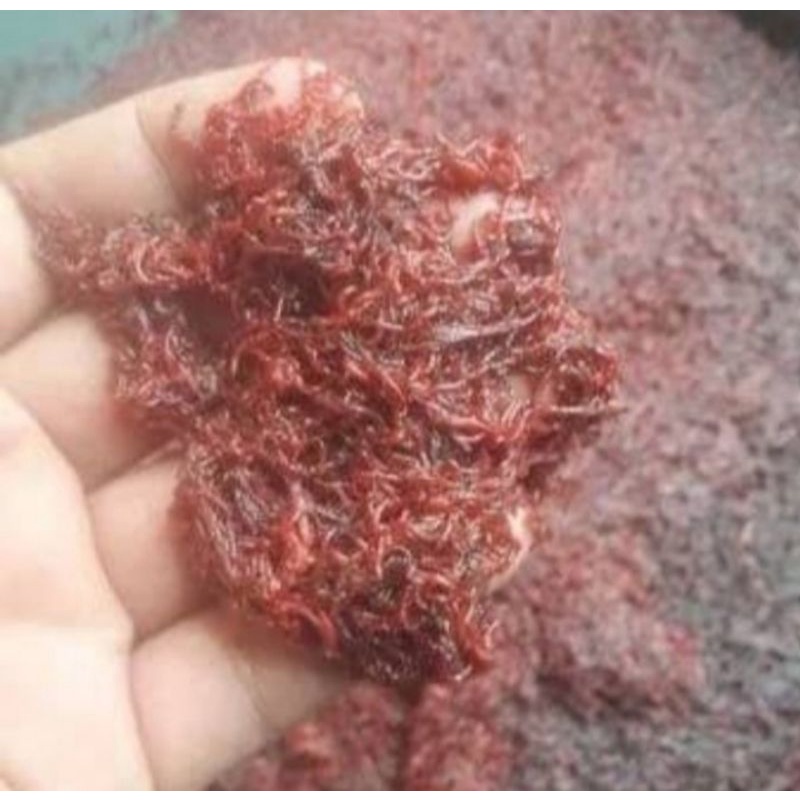 cacing darah fresh pakan ikan cupang / cacing darah segar pakan ikan koi