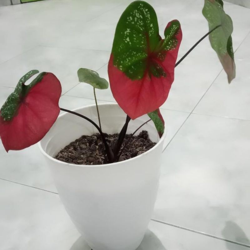 caladium baret / bicolor /keladi hias indukan