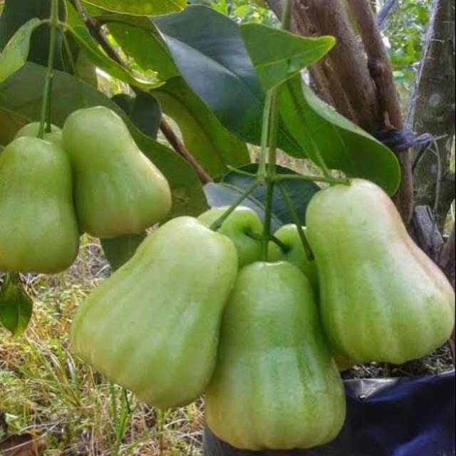 Bibit jambu air madu deli hijau MDH super genjah