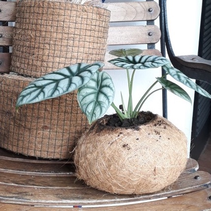 pot kokedama besar pot sabut kelapa unik pot indoor kreatif