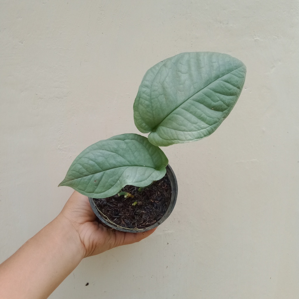 Tanaman Hias Amydrium Silver