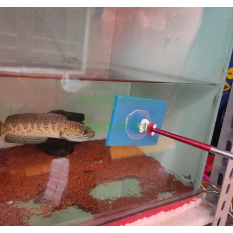 Channa auranti 9-12Cm