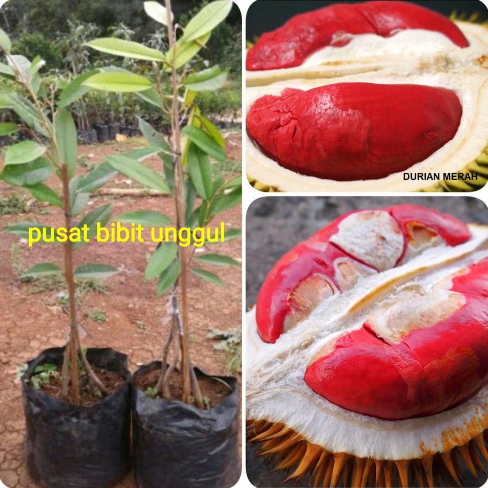 Benih Tanaman Bibit Buah Durian Merah Kaki 3 Super Asli R%