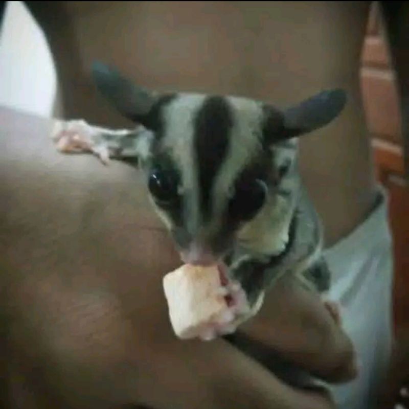 MARSMELLOW HAMSTER SUGAR GLIDER  - CAMILAN MARSMALLOW PAKAN MAKANAN HAMSTER MARSHMELLOW MARSHMALLOW BT