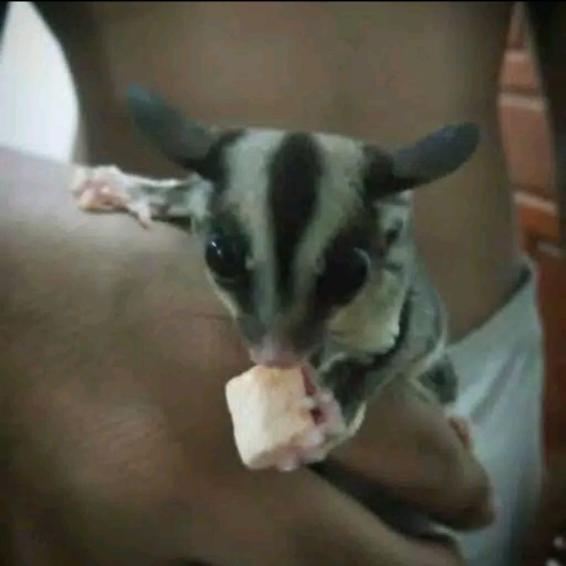 MARSMELLOW HAMSTER SUGAR GLIDER  - CAMILAN MARSMALLOW PAKAN MAKANAN HAMSTER MARSHMELLOW MARSHMALLOW