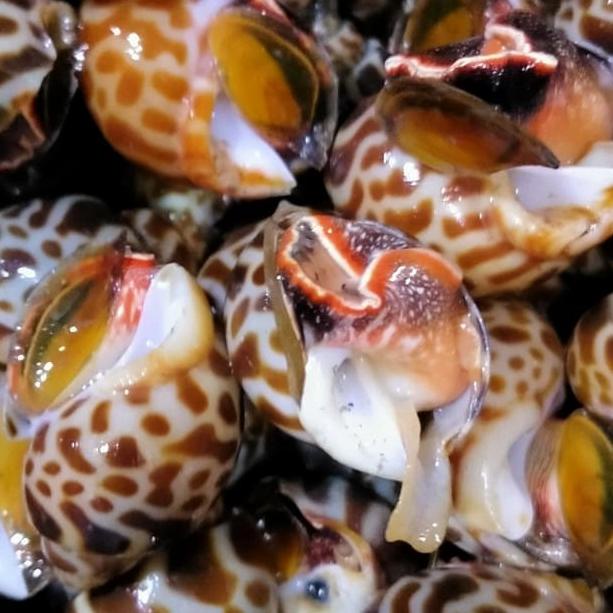 Keong Macan Fresh 1KG