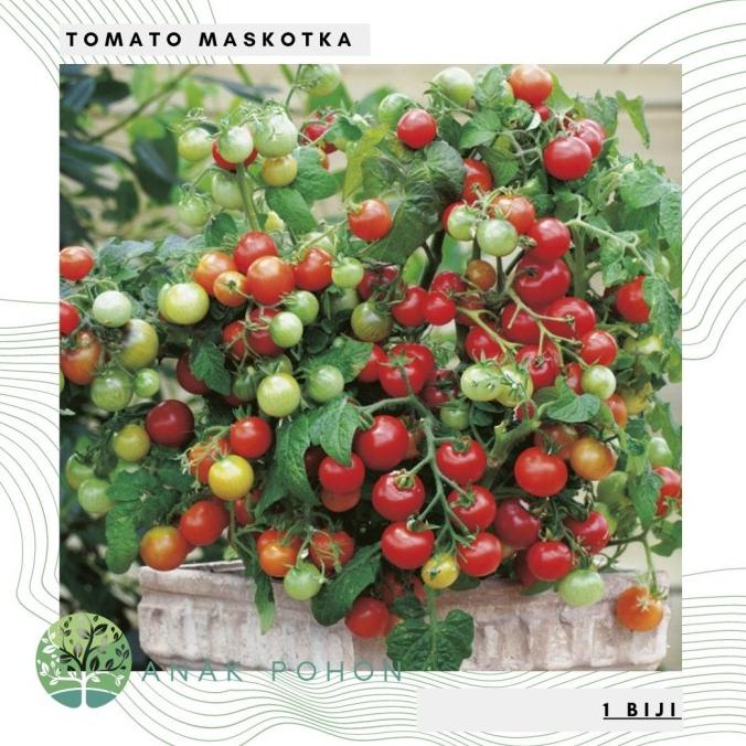 Benih Bibit Biji - Tomato Cherry Maskotka Tomat Ceri Seeds - IMPORT (1 biji) ANPN62 Ayo Beli