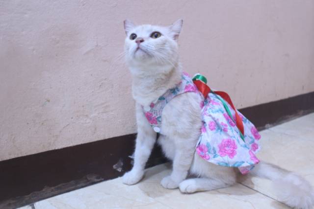 Dress kucing motif bunga-bunga pink lucu untuk kucing dan anjing / baju kucing murah size S-XL