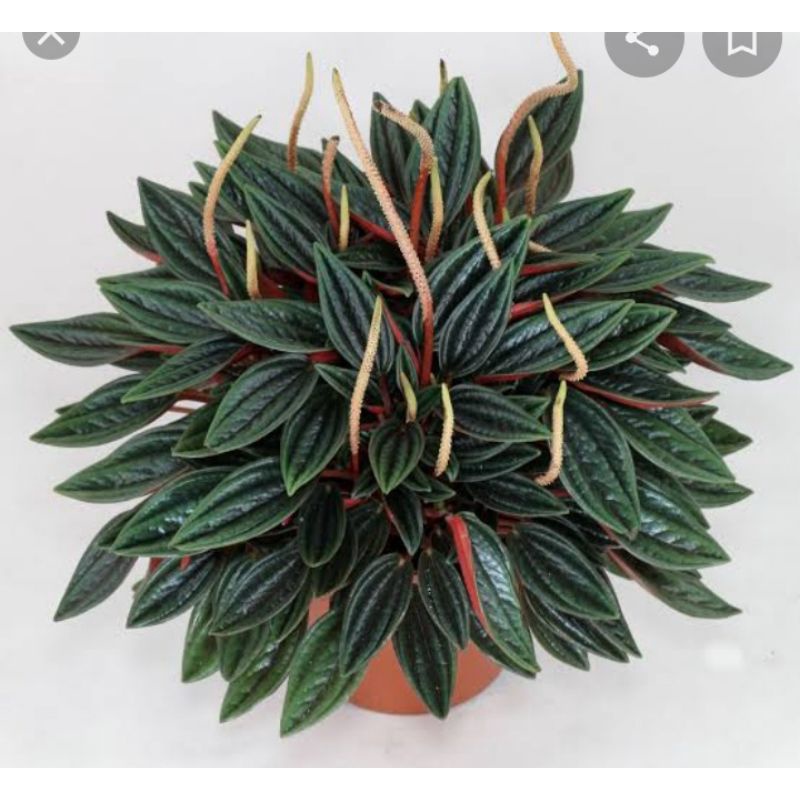 peperomia rosso