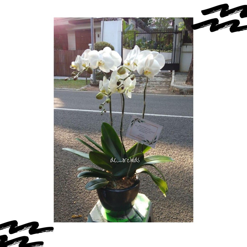  Anggrek  Bulan berbunga Isi 3 Pohon warna Putih harga 