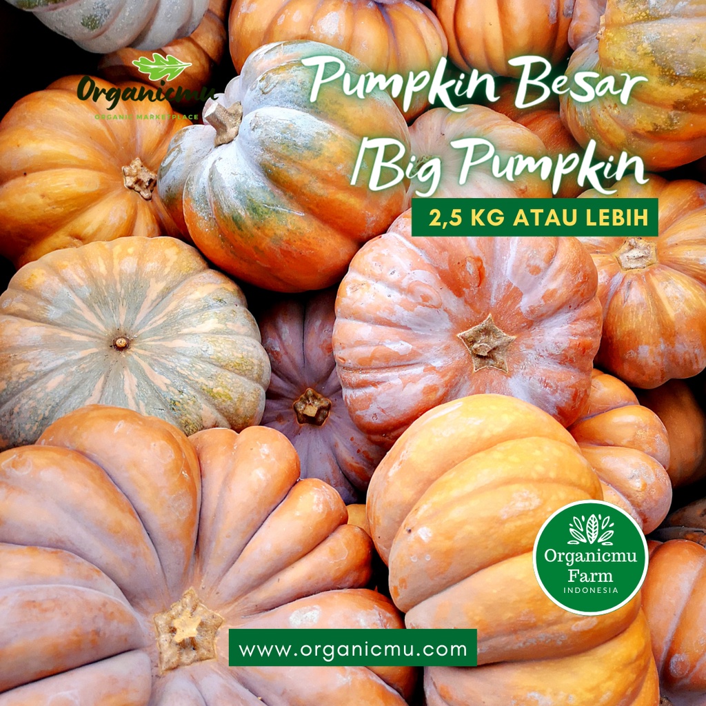 

Organicmu - Pumkin Besar 2,5 kg