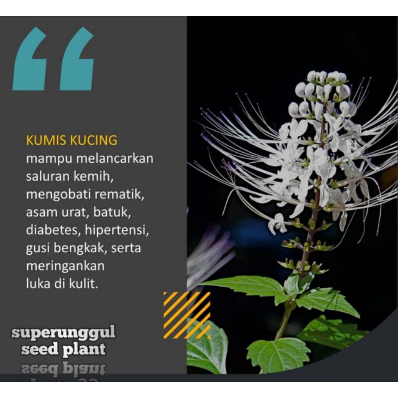 Tanaman Pohon Herbal Kumis Kucing Termurah